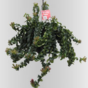 Aeschynanthus 'Rasta'
